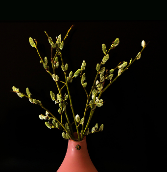 On Palm Sunday! / ***