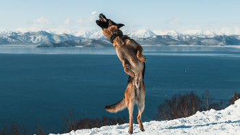 Spring dog / ***