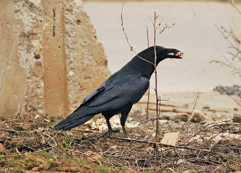 Raven / ***