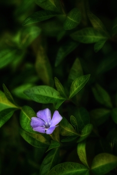 periwinkle / ***