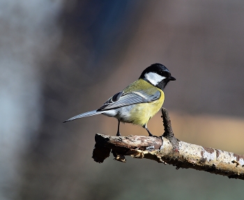 Titmouse / ***