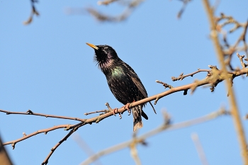 Starling / ***