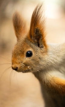 Squirrel / ***