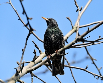 Starling / ***