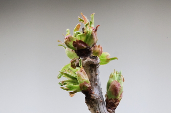 Spring ... / ***