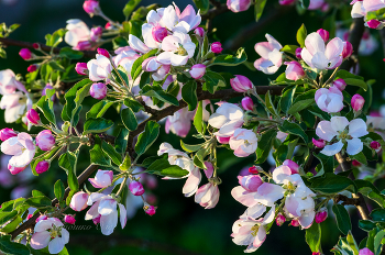 Apple trees in bloom. / ***