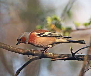 Finch / ***