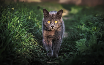 On soft paws / ***