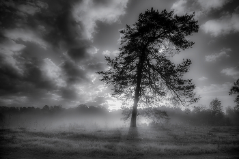 Lonely Pine / ***