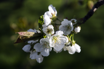 flowering time / ***