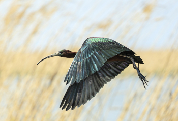 Glossy Ibis / ***