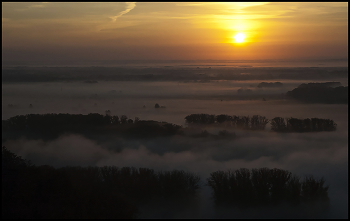 Sunrise in the forest / ***