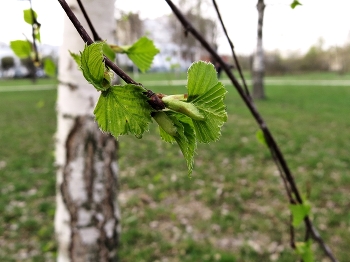 Frühling / ***