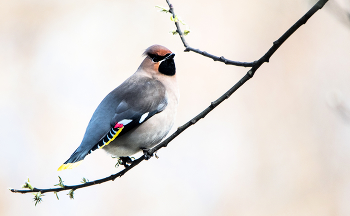 Waxwing. / ***