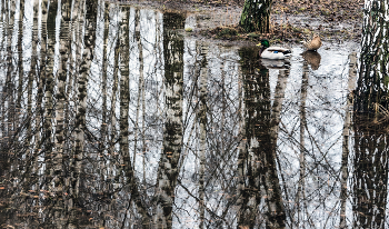 High water / ***