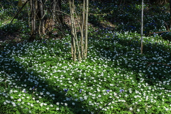 In the April woods / ***