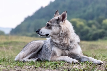 Dog / ***