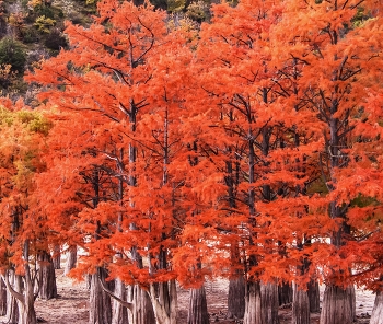 Cypress / ***