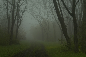Foggy morning / ***