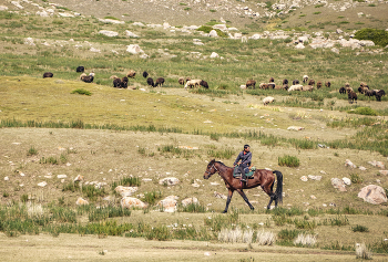 Shepherd / ***