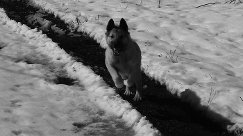 Stop! Who goes there? / ...