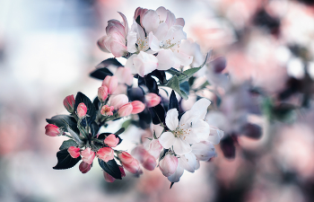 Apple / ...