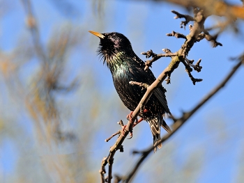Starling / ***