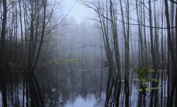 Foggy morning / ***