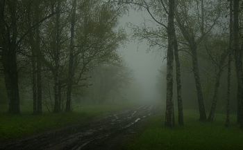 Foggy morning / ***
