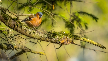 herald of spring / ***