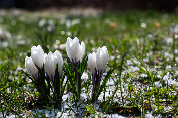 After snowfall / ***