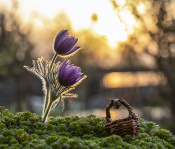At sunset ... / ***