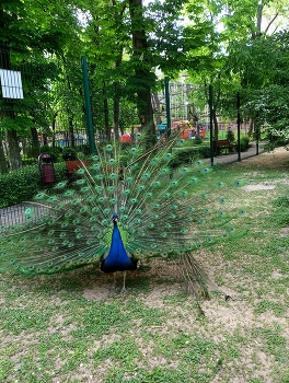 in the park / ***