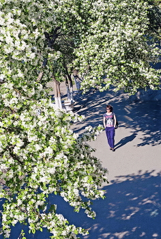 Flowering cherry / ***
