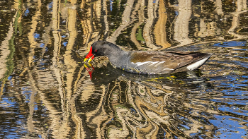 Water hen / ***