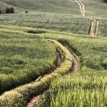 Field / ***