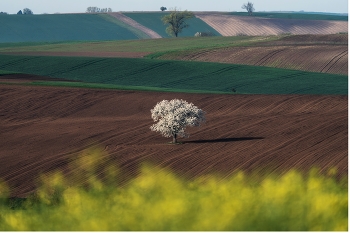 Moravia / ***