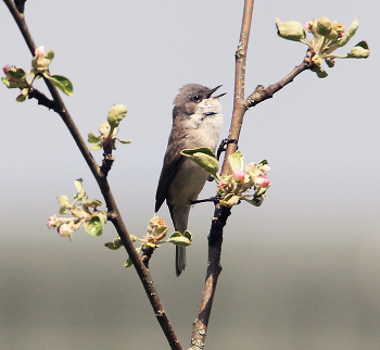 Spring song / ***