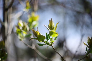 Spring. / ***