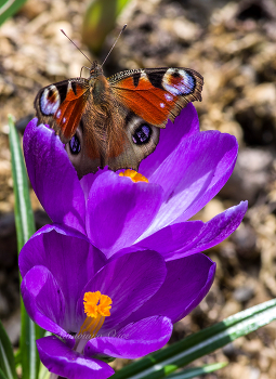 Spring. / ***