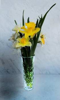 Daffodils / ***