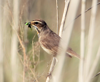 Bluethroat / ***