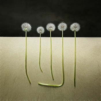 Flowers / ***