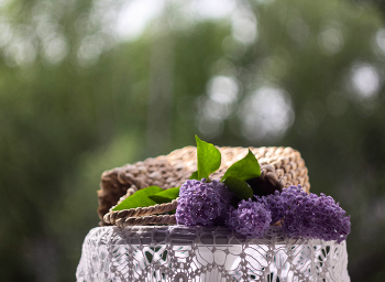 lilac / ***