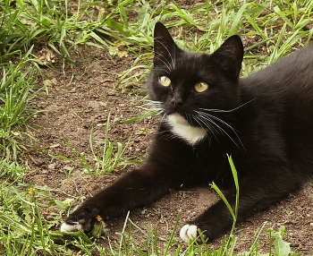 Kitten / ***