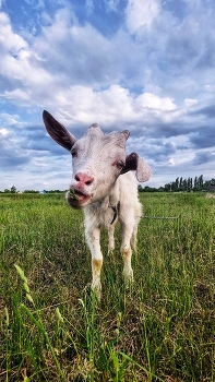 Goat-Boxthorn / ***