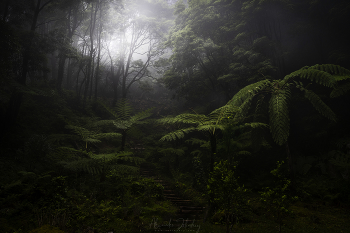 Rain forest / ***