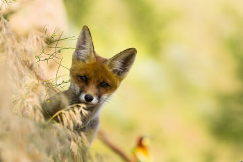 Who's there? / ***
