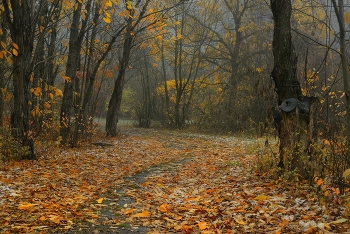 Morning in the forest / ***