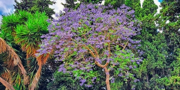 Reus - arbre jacaranda mimosifolia - Baix Camp / Reus - arbre jacaranda mimosifolia - Baix Camp